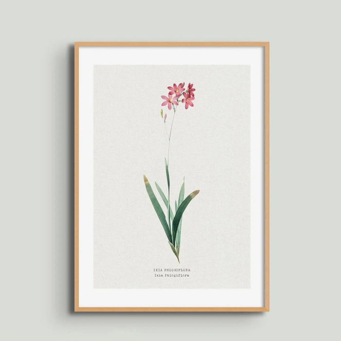 Ixia Phlogiflora | Vintage Flower Print | Botanical Art - Unframed