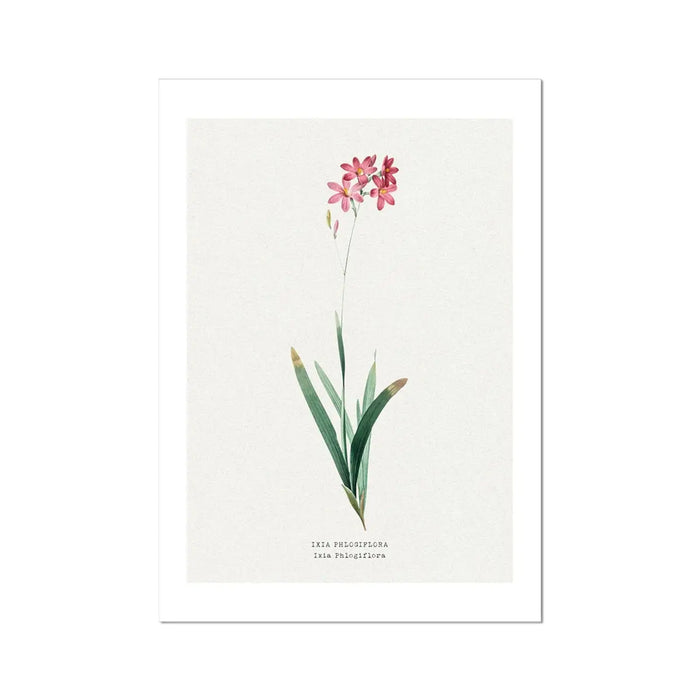 Ixia Phlogiflora | Vintage Flower Print | Botanical Art - Unframed