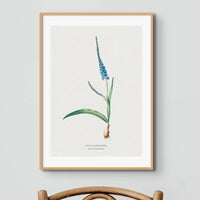 Ixia Plantain Floral Painting | Vintage Flower Print | Botanical Art - Framed Wall Art