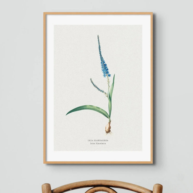 Ixia Plantain Flower Painting | Vintage Flower Print | Botanical Art - Unframed Wall Art