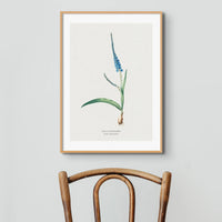 Ixia Plantain Flower Painting | Vintage Flower Print | Botanical Art - Unframed Wall Art