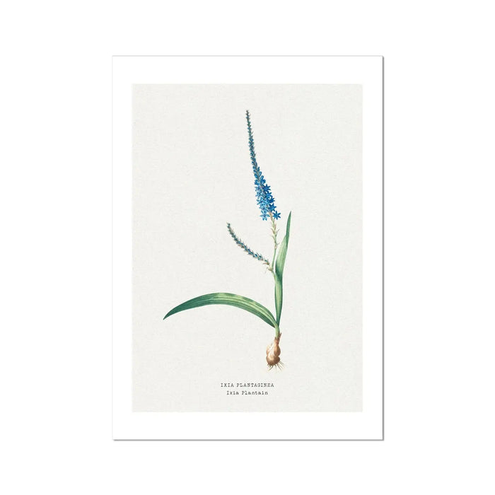 Ixia Plantain Flower Painting | Vintage Flower Print | Botanical Art - Unframed Wall Art