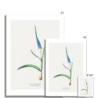 Ixia Plantain Flower Painting | Vintage Flower Print | Botanical Art - Unframed Wall Art