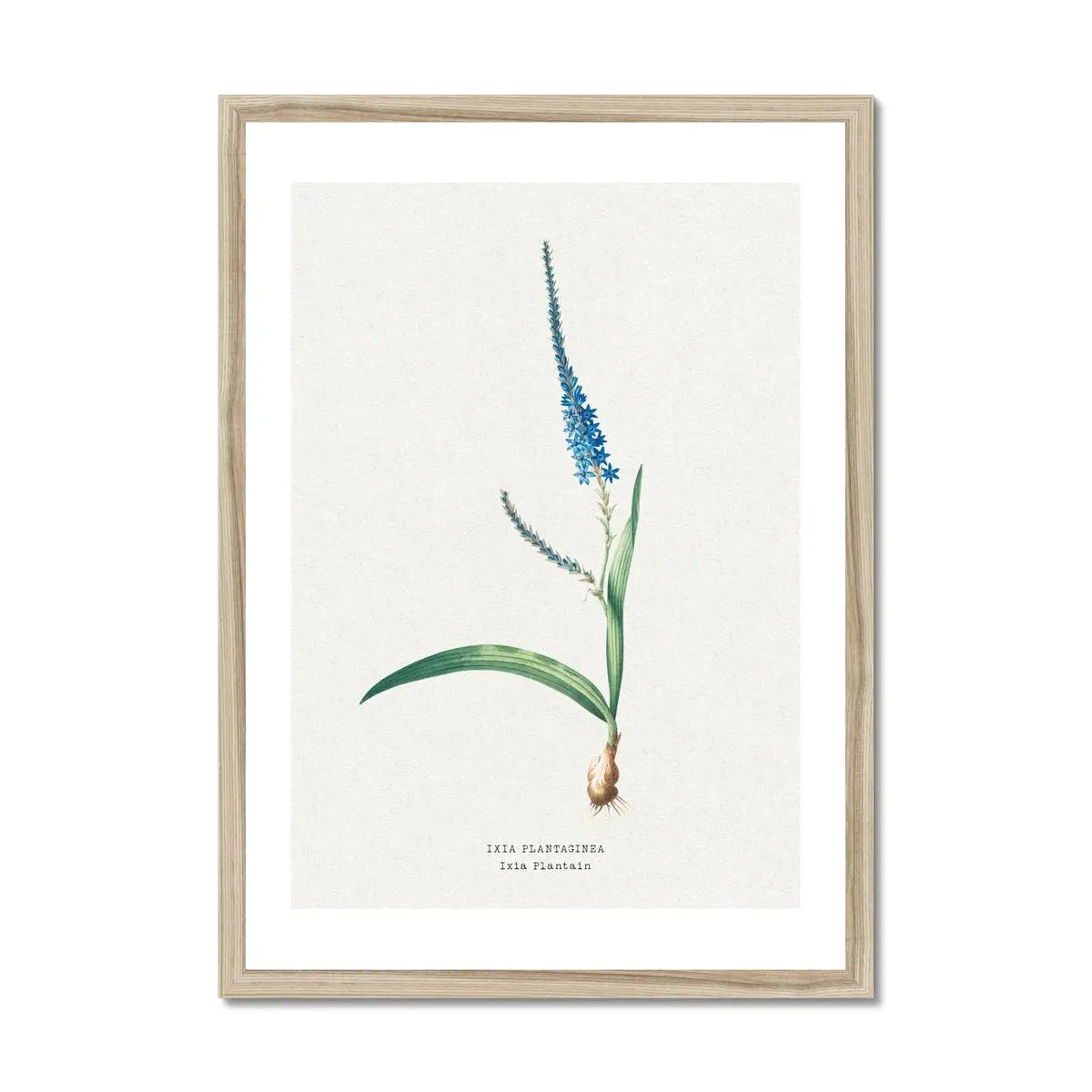 Ixia Plantain Floral Painting | Vintage Flower Print | Botanical Art - Framed Wall Art