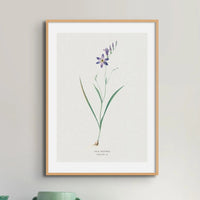 Ixia Secunda flower painting | Vintage Flower Print | Botanical Art - Framed Wall Art