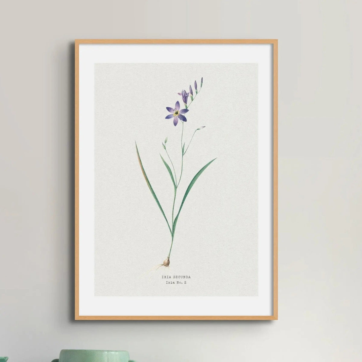 Ixia Secunda Flower Painting | Vintage Flower Print | Botanical Art - Unframed Wall Art