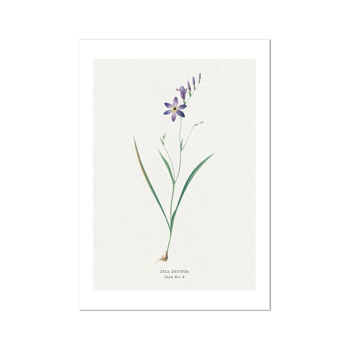 Ixia Secunda Flower Painting | Vintage Flower Print | Botanical Art - Unframed Wall Art