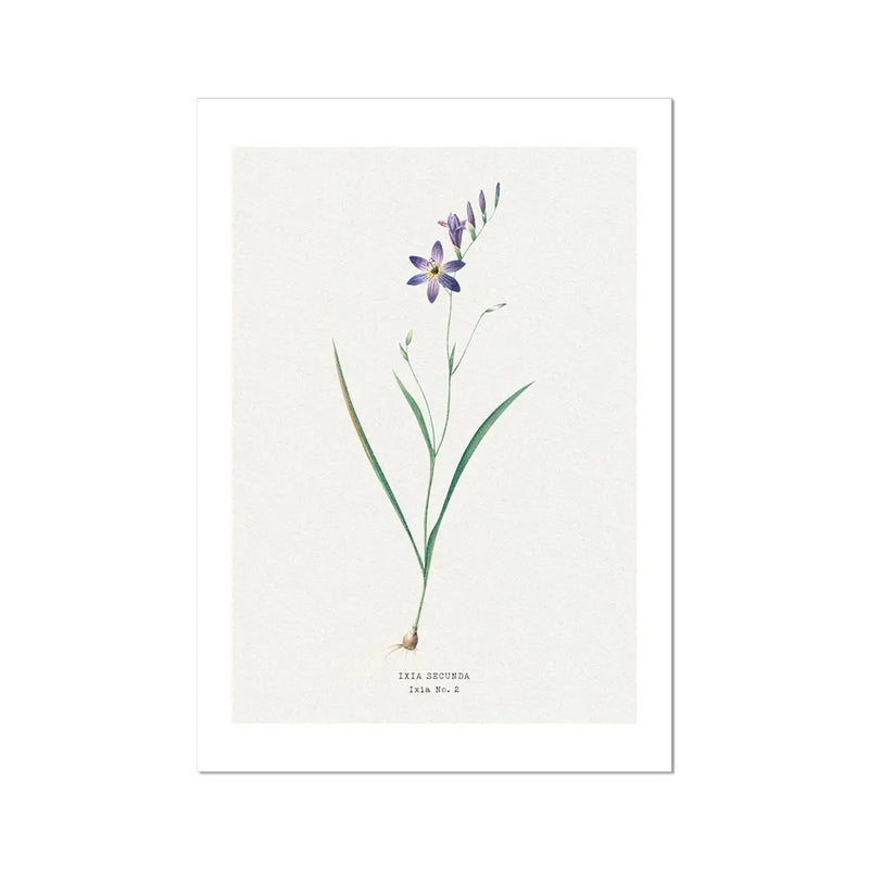 Ixia Secunda Flower Painting | Vintage Flower Print | Botanical Art - Unframed Wall Art