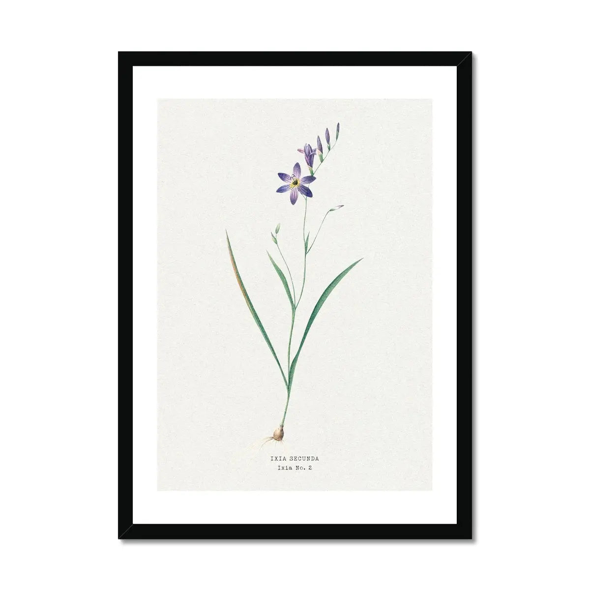 Ixia Secunda flower painting | Vintage Flower Print | Botanical Art - Framed Wall Art