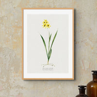 Ixia Yellow Emperor | Vintage Flower Print | Botanical Art - Framed