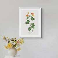 Lantana | Vintage Flower Print | Botanical Art - Framed