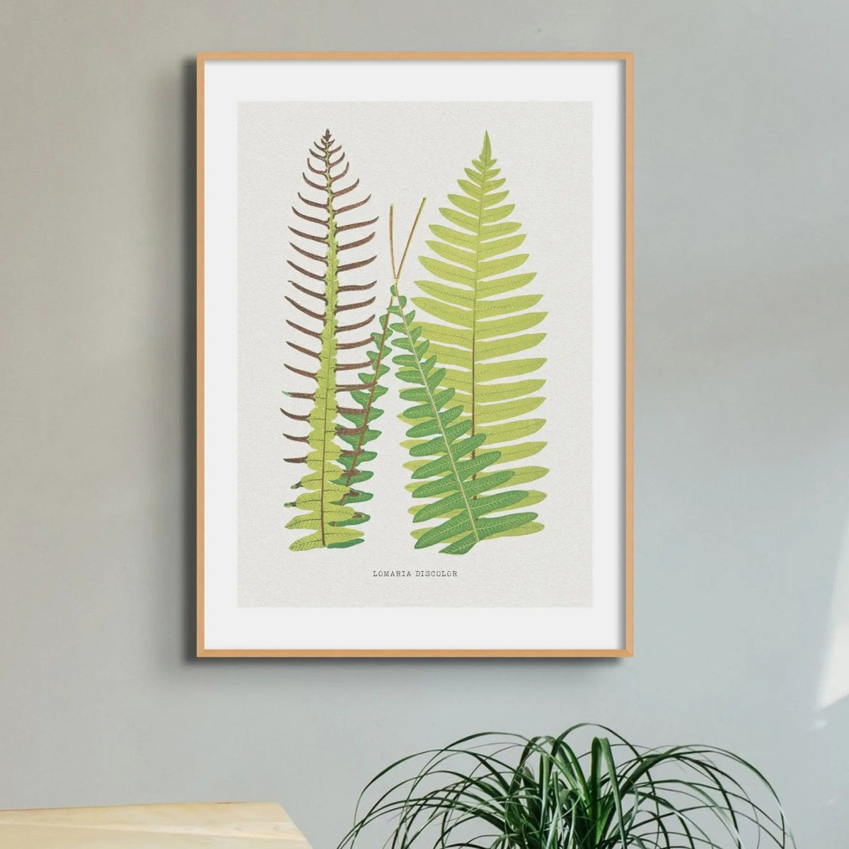 Lomaria Discolor | Fern Print Wall Art | Botanical Art Print - Unframed Print