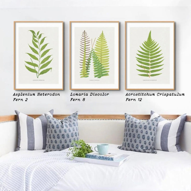 Lomaria Discolor | Fern Print Wall Art | Botanical Art Print - Unframed Print