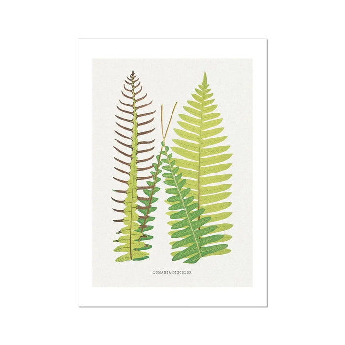 Lomaria Discolor | Fern Print Wall Art | Botanical Art Print - Unframed Print