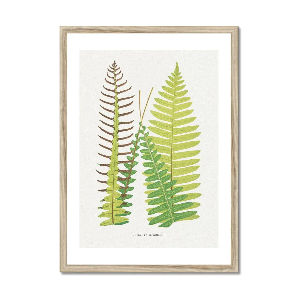 Lomaria Discolor Fern Print - Botanical Art Print in Green that comes with a frame.