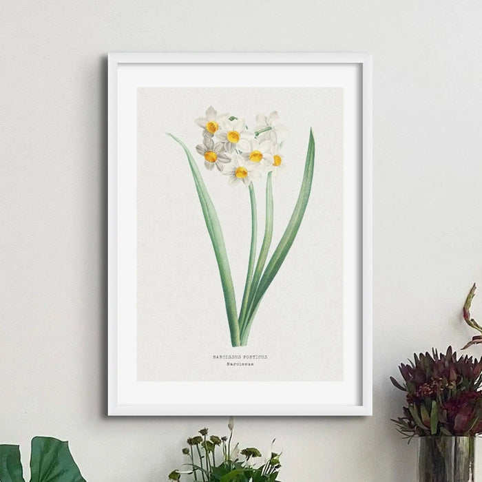 Narcissus - Daffodil Painting | Vintage Flower Print | Botanical Art - Framed Wall Art