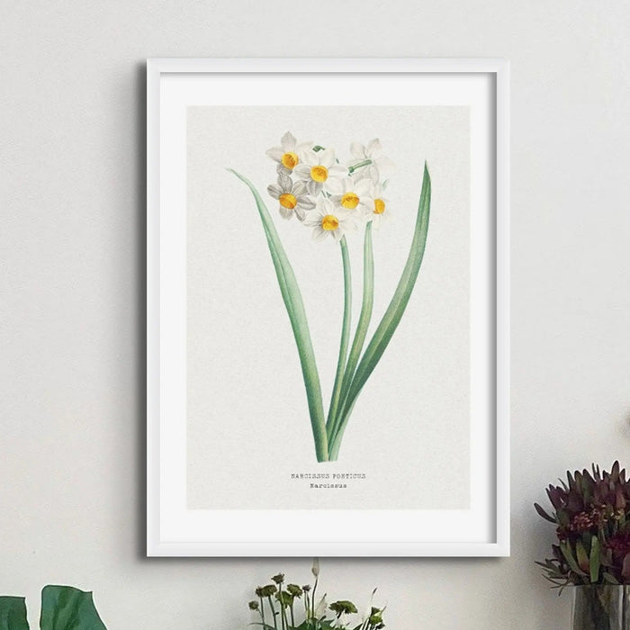 Narcissus Floral Painting | Vintage Flower Print | Botanical Art - Unframed Wall Art