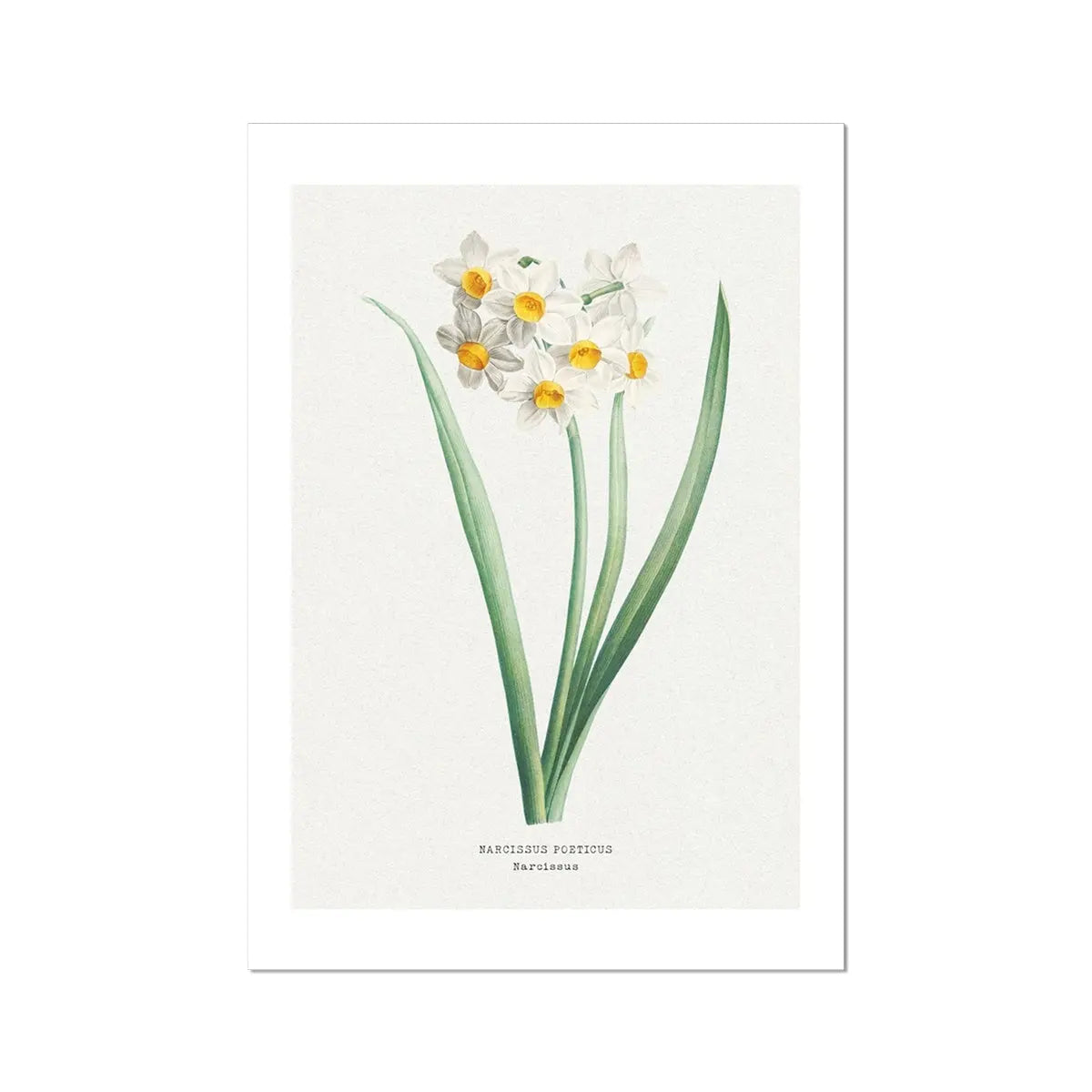 Narcissus Floral Painting | Vintage Flower Print | Botanical Art - Unframed Wall Art