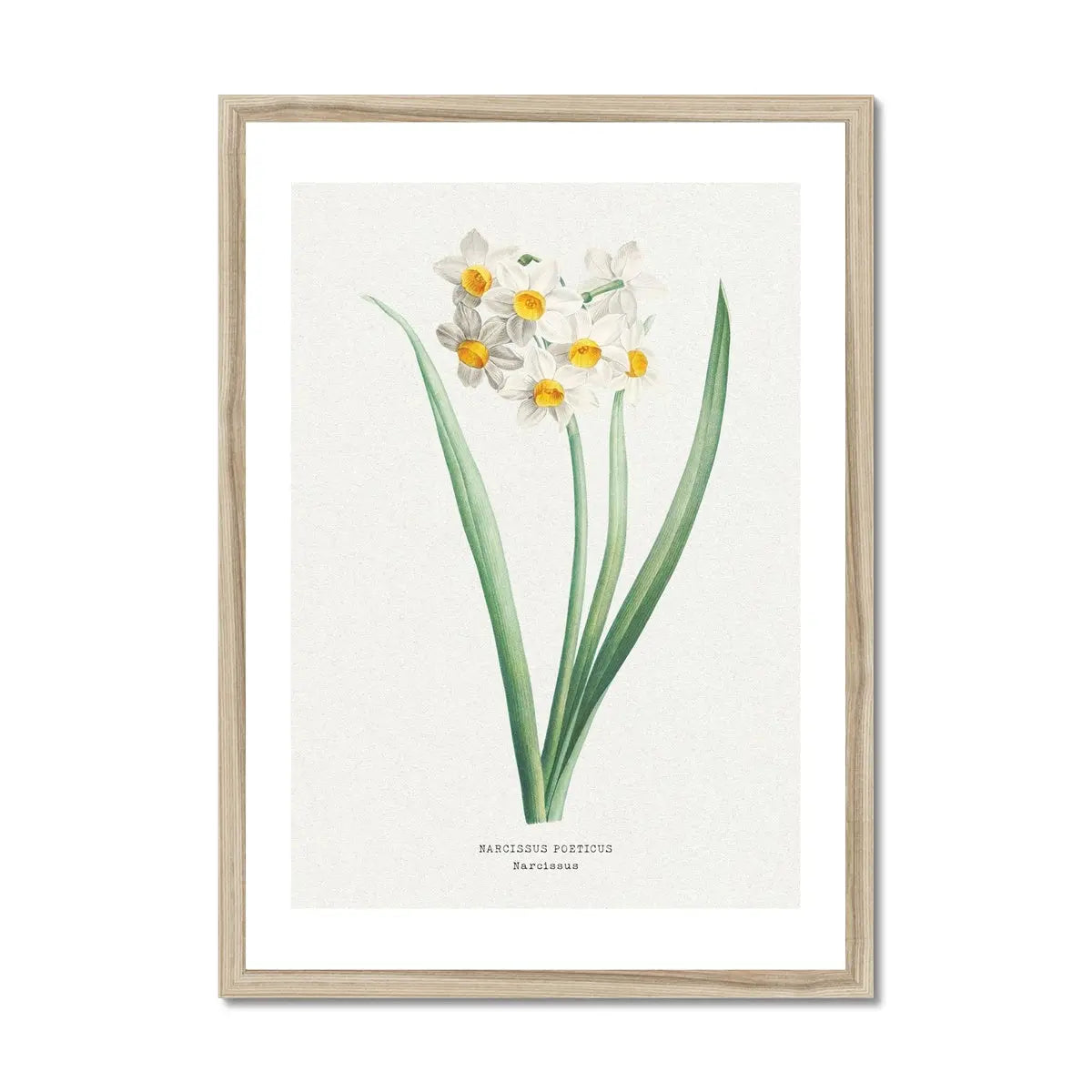 Narcissus - Daffodil Painting | Vintage Flower Print | Botanical Art - Framed Wall Art