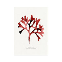 Watercolour Seaweed Print Wall Art (Rosy Fan Weed) - Unframed Red Seaweed Print