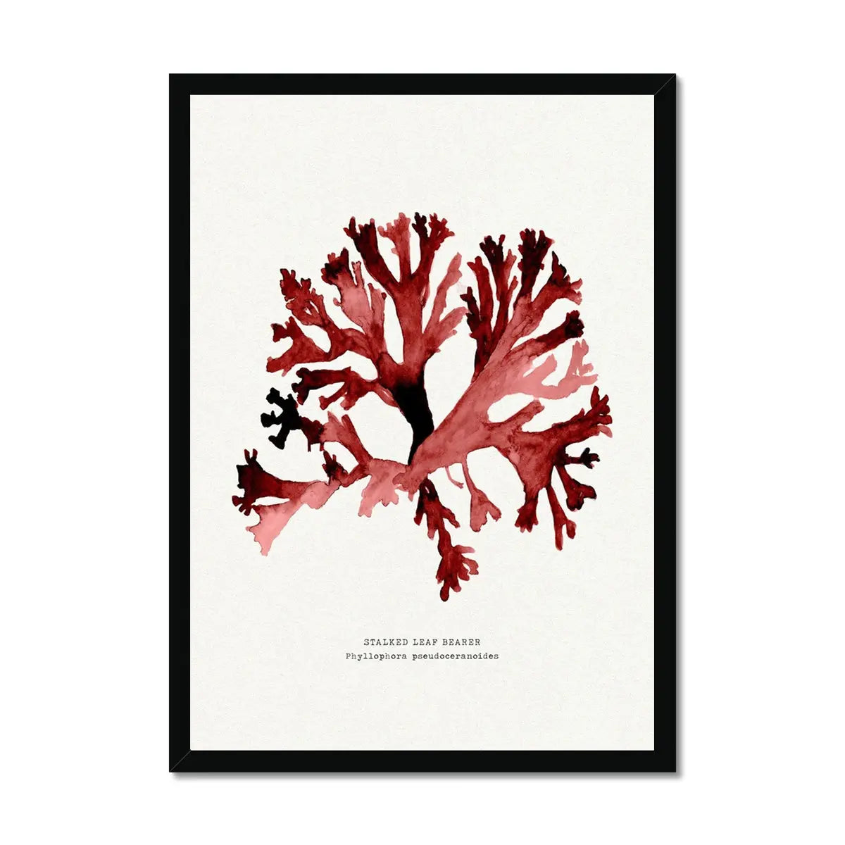 Watercolour Seaweed Print Wall Art (Stalked Leaf Bearer) - Framed