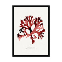 Watercolour Seaweed Print Wall Art (Stalked Leaf Bearer) - Framed