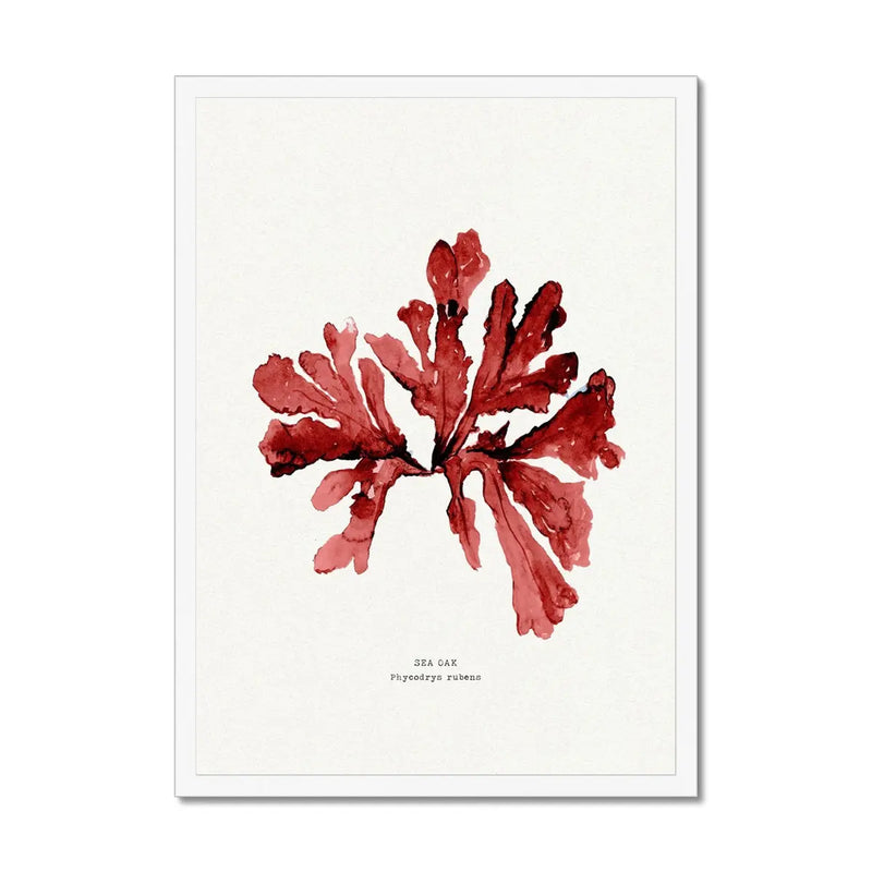 Watercolour Seaweed Print Wall Art (Sea Oak) - Framed Seaweed Painting in Red