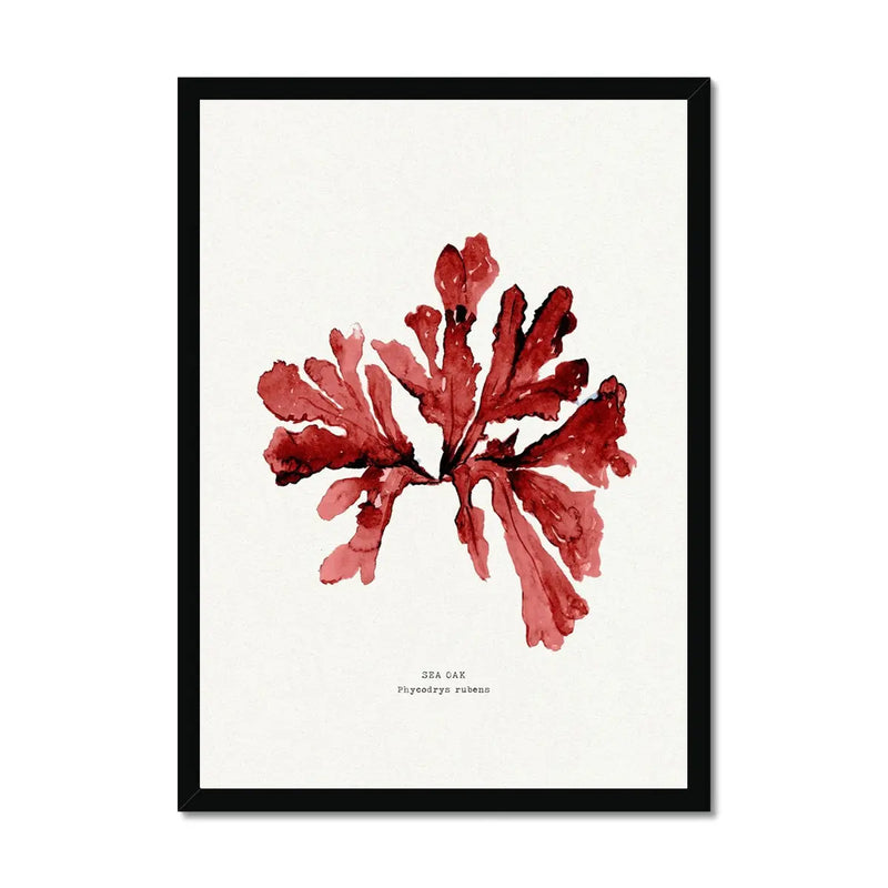 Watercolour Seaweed Print Wall Art (Sea Oak) - Framed Seaweed Painting in Red