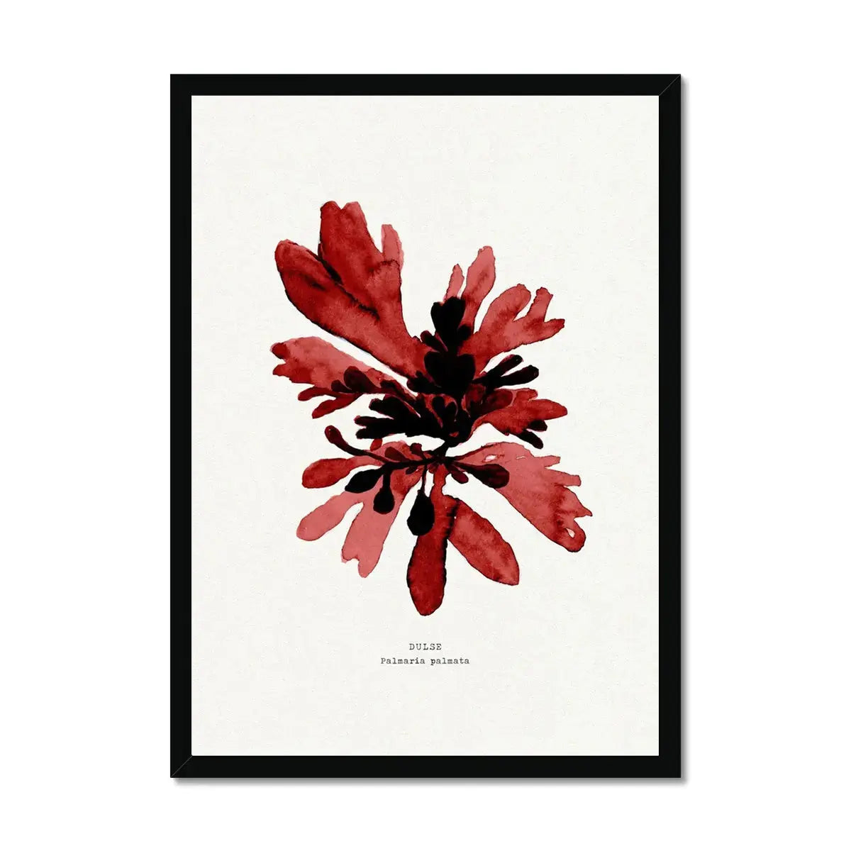 Watercolour Seaweed Print Wall Art (Dulse) - Framed Beach House Art