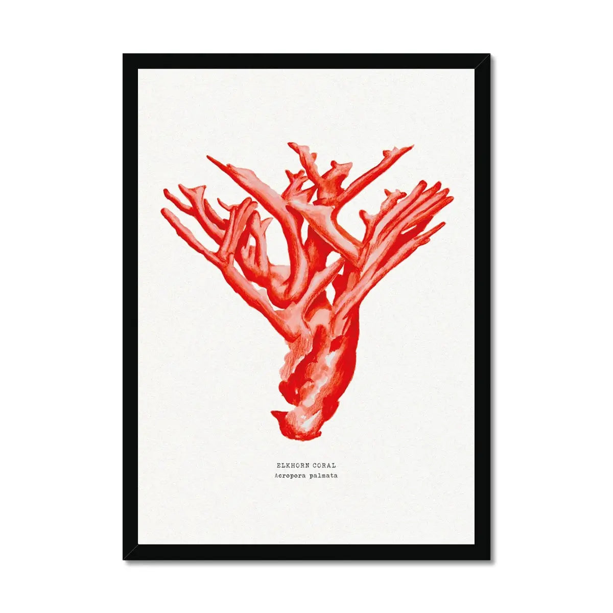 Coral Print (Red Coral No 4) - Framed