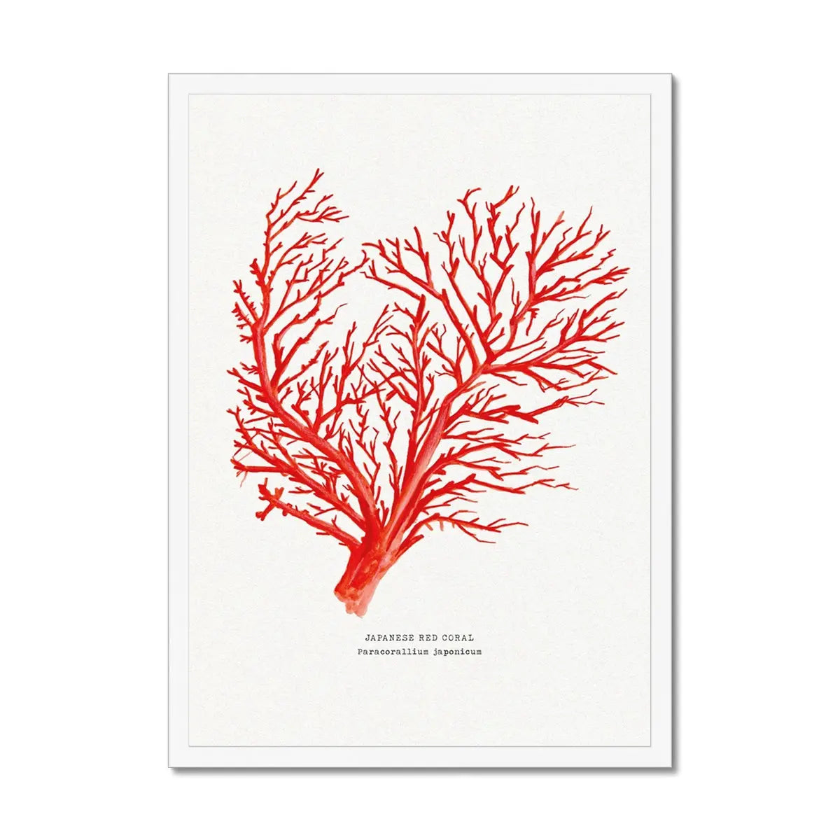 Coral Wall Art Print (Red Coral No 1) - Framed - Coral Painting by Beach House Art