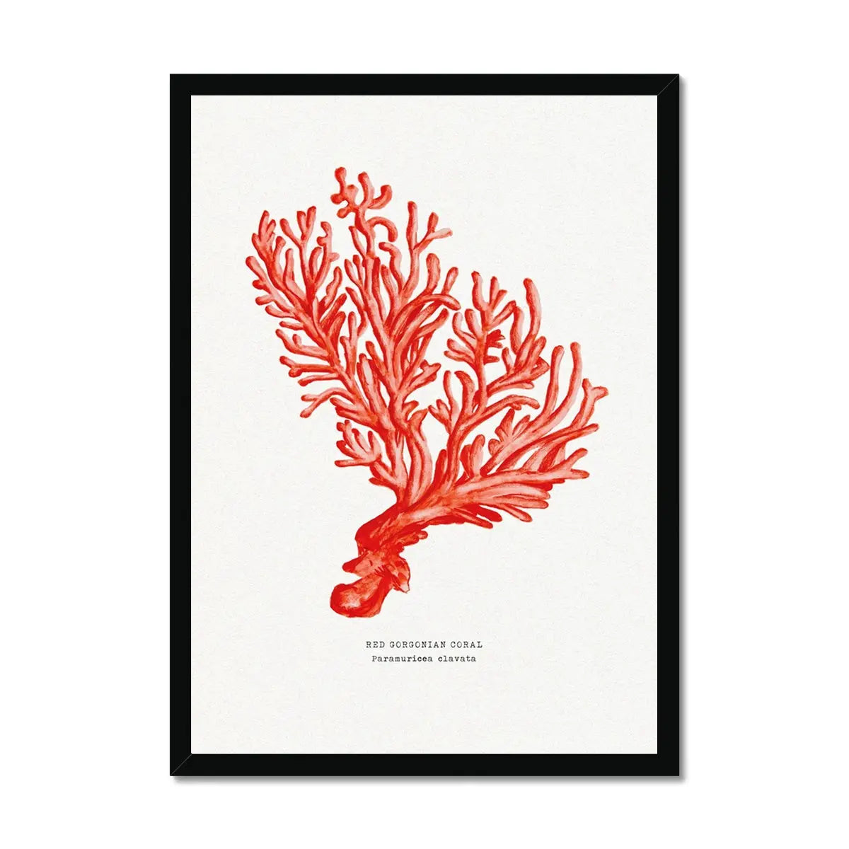 Coral Print (Red Coral No 5) - Framed