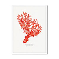 Coral Print (Red Coral No 5) - Framed