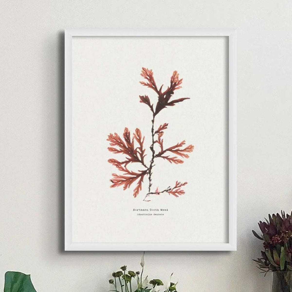 Seaweed Print Wall Art (Northern Tooth Weed) - Unframed - Beach House Art