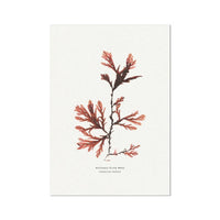 Seaweed Print Wall Art (Northern Tooth Weed) - Unframed - Beach House Art