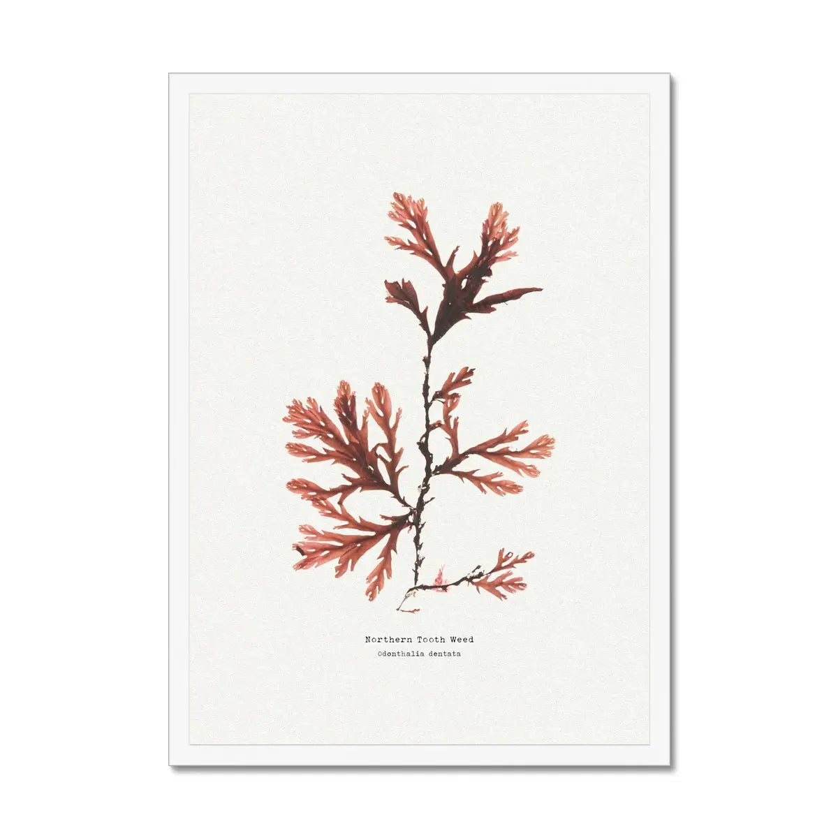 Seaweed Print Wall Art (Northern Tooth Weed) - Framed - Beach House Art