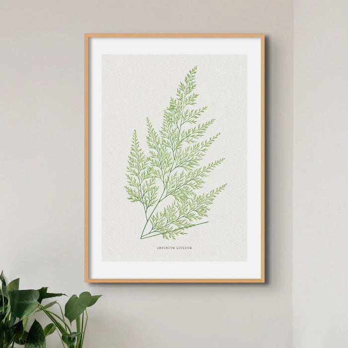 Onychium Lucidum Fern Print | Botanical Art - Unframed Wall Art