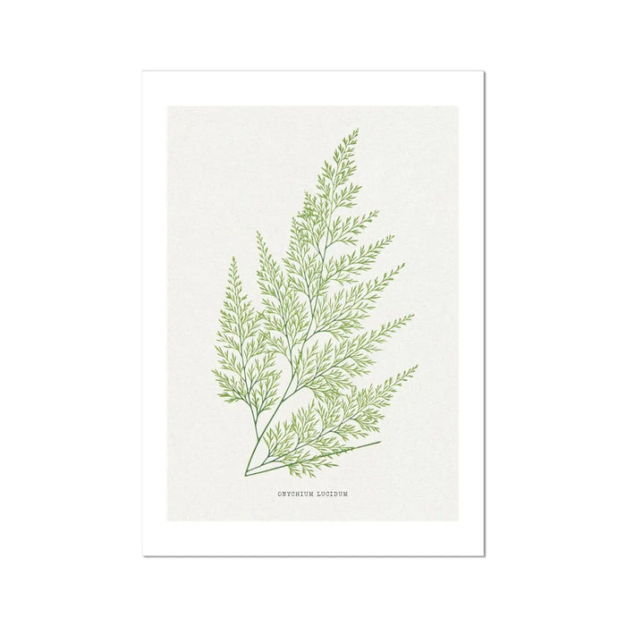 Onychium Lucidum Fern Print | Botanical Art - Unframed Wall Art