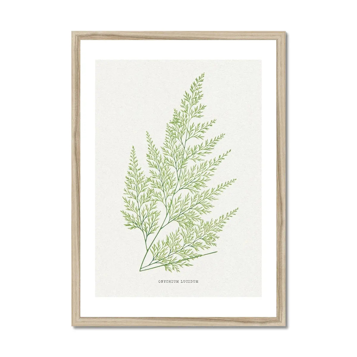 Onychium Lucidum | Fern Print | Botanical Art - Framed Wall Art 