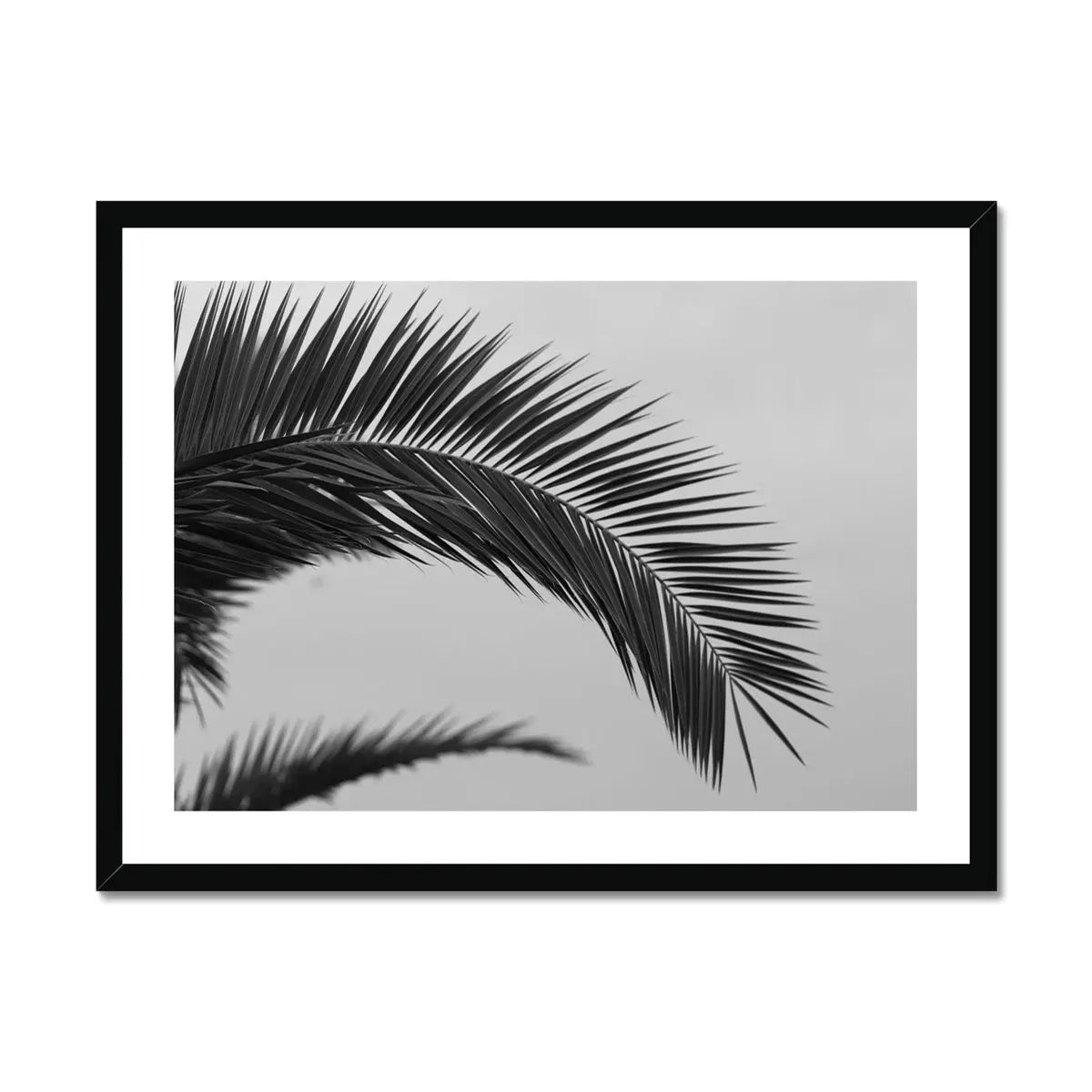 black and white beach art photograph of a palm tree frond in a black frame - beach house art