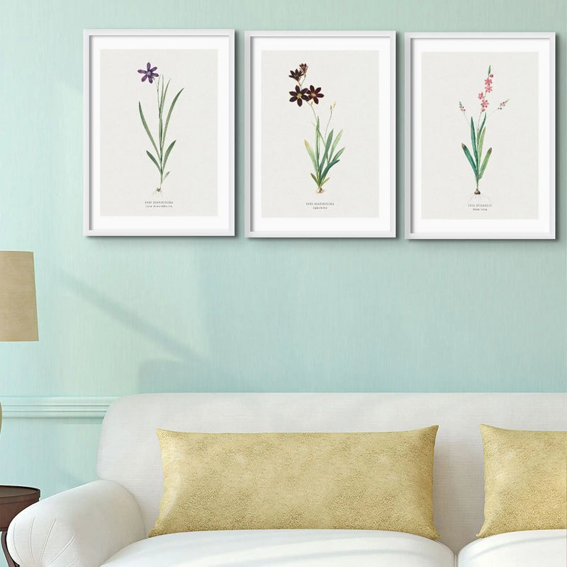 Pink Ixia Flower Painting | Vintage Flower Print | Botanical Art - Unframed Wall Art