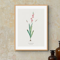 Pink Ixia Flower Painting | Vintage Flower Print | Botanical Art - Unframed Wall Art