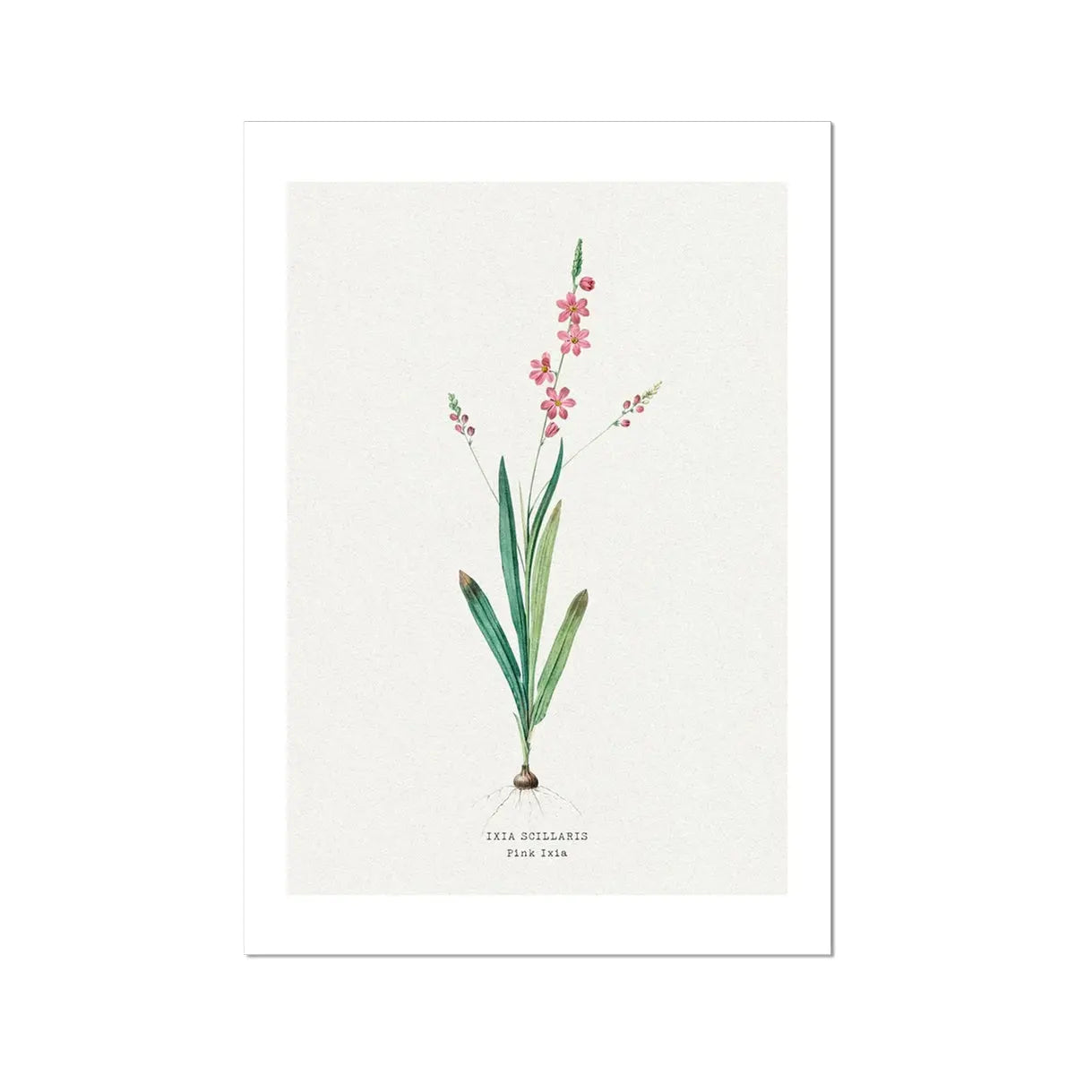 Pink Ixia Flower Painting | Vintage Flower Print | Botanical Art - Unframed Wall Art