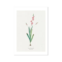 Pink Ixia Flower Painting | Vintage Flower Print | Botanical Art - Unframed Wall Art