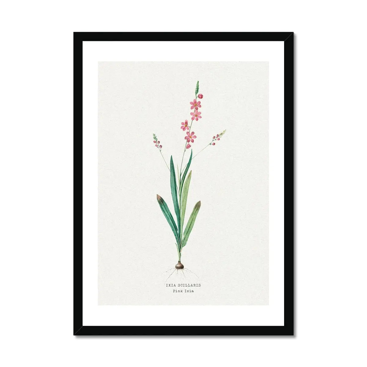 Pink Ixia Floral Art | Vintage Flower Print | Botanical Art - Framed Art Print