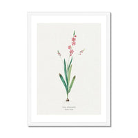 Pink Ixia Floral Art | Vintage Flower Print | Botanical Art - Framed Art Print