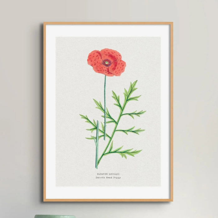 Poppy Floral Painting | Vintage Flower Print | Botanical Art - Unframed Wall Art