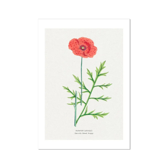 Poppy Floral Painting | Vintage Flower Print | Botanical Art - Unframed Wall Art