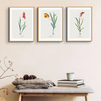 Red Ixia Flower Painting | Vintage Floral Print | Botanical Art - Framed Wall Art