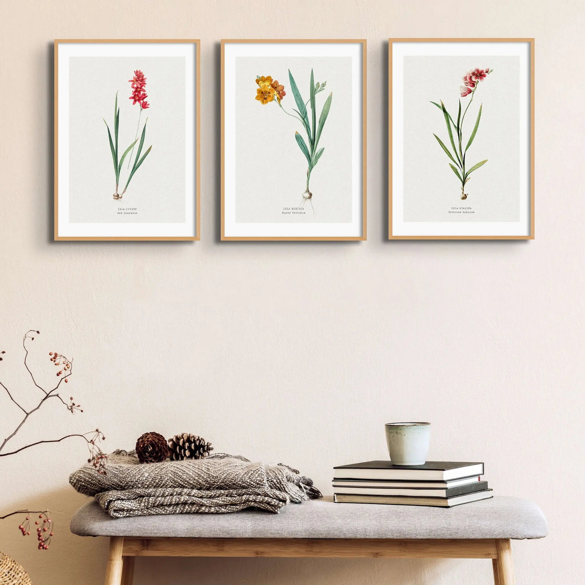 Red Ixia Floral Painting | Vintage Flower Print | Botanical Art - Unframed Wall Art